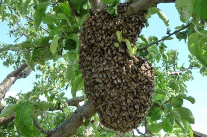 Bienen kaufen bei Bienenvolk Versand