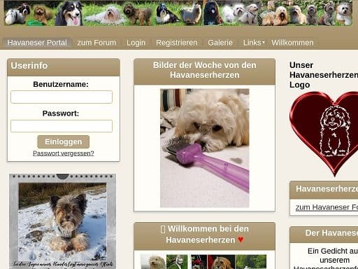 Havaneserherzen – ein Havaneserforum